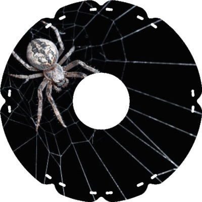 0977 Vogelspinne
