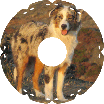 1135 Hütehund