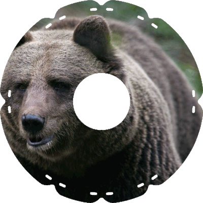 2025 Schwarzbär