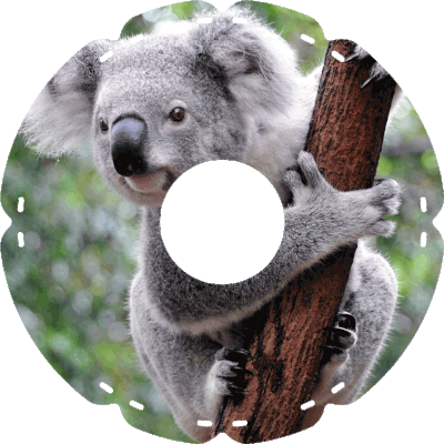 0480 Koala Sam