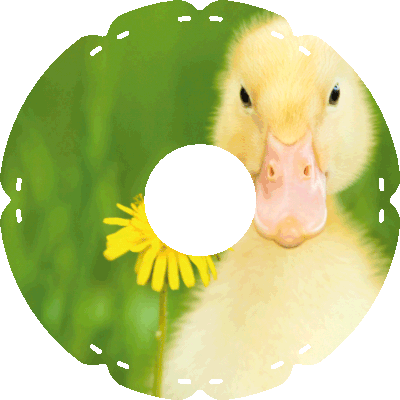 0947 Küken