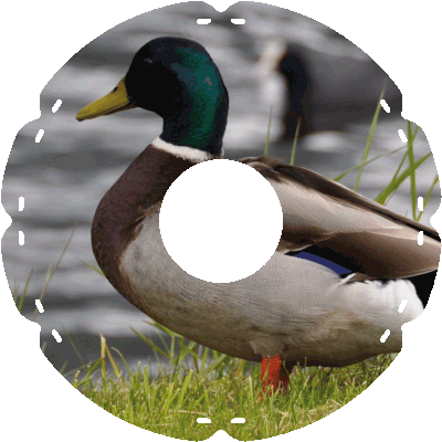 1109 Stockente links