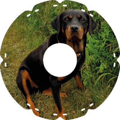 0995 Rottweiler Mix