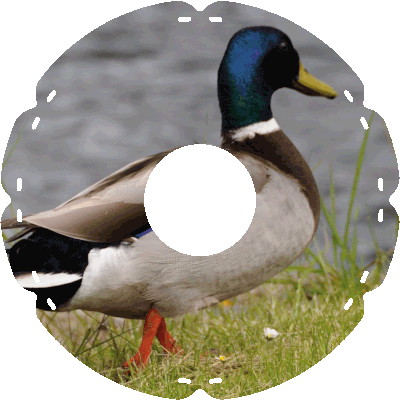 1110 Stockente rechts