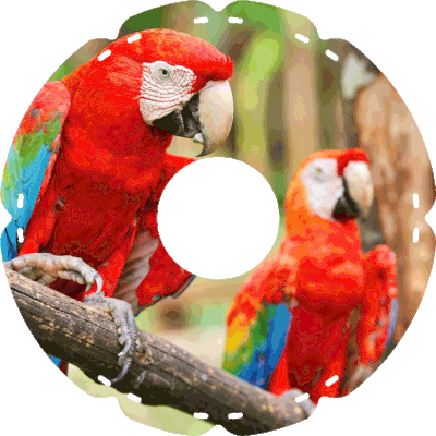 0401 Papageienpaar