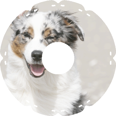1693 Australian Sheperd