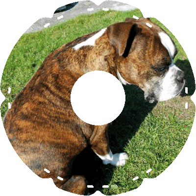 1030 Boxer