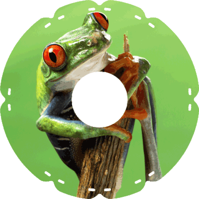 1015 Baumfrosch