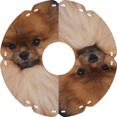 1839 Pomeranien Zwergspitz