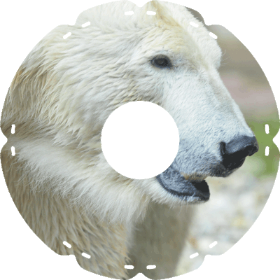0411 Eisbär