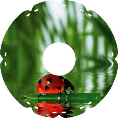0407 Marienkäfer