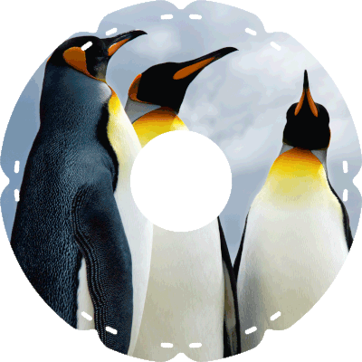 2016 Pinguingruppe