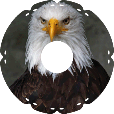 0419 Seeadler