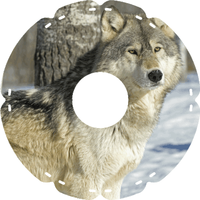 1033 Wolf