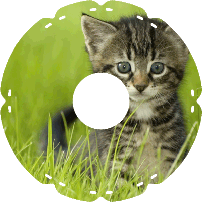 0422 Katze