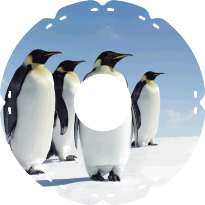0439 Königspinguine