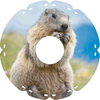 0717 Murmeltier