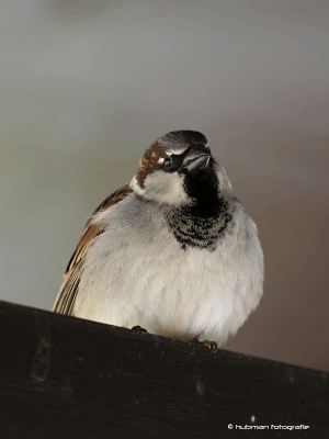 Sie zschilpen im Frühjahr den ganzen Tag ohne große Pause, gerne auch auf dem Balkon ...