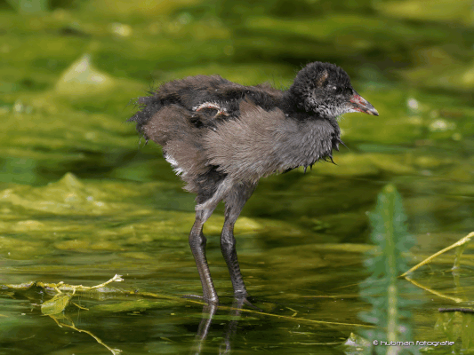 würde gerne schon fliegen, aber die Flügel sind noch ohne Gefieder
