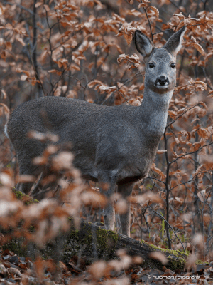 Rehe haben immer ein wachsames Ohr