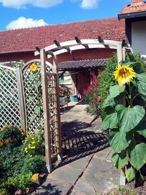 Schmückt den Garteneingang - Elisabeth's Dorfchorblume