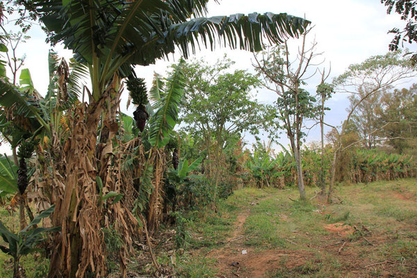 aktiver organic Anbau, mit Schattenbäume (Bananen), gehört den Minussi Brüdern - sie leben mit Ihrer Familie auf der FAF