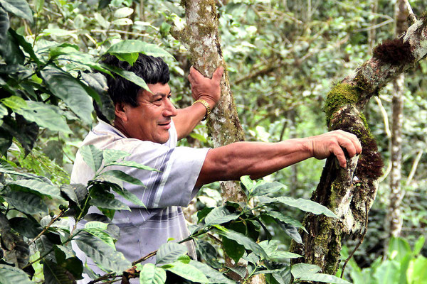 Kira Schubert, Pingo, Justino Ramirez (AACRI)