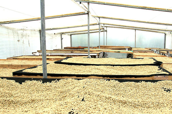 Trockenbetten für Pergamino unter einem Zelt mit geregelter Ventilation bei Henry Gaibor (Kaffeeproduzent)