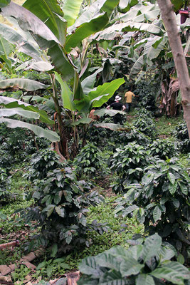 Kaffeefarm von Oswaldo Armendaris (AACRI)