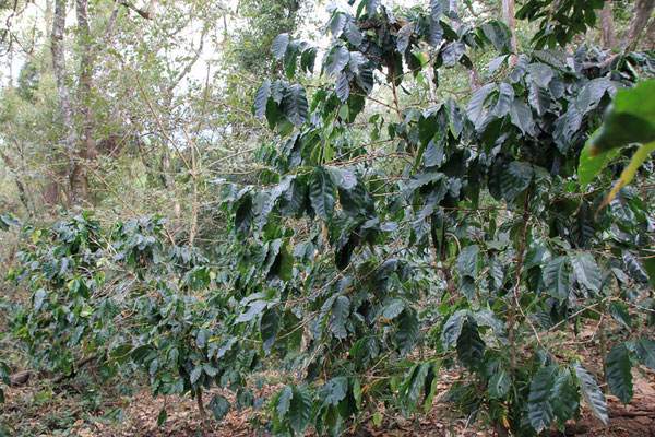 passiv organic Anbau heißt: Kaffee wird direkt im Dschungel gepflanzt, einziger Eingriff von Menschenhand - Beschneiden, wenn eine Pflanze zu groß wird und der Kaffeepflanze zuviel Licht wegnimmt