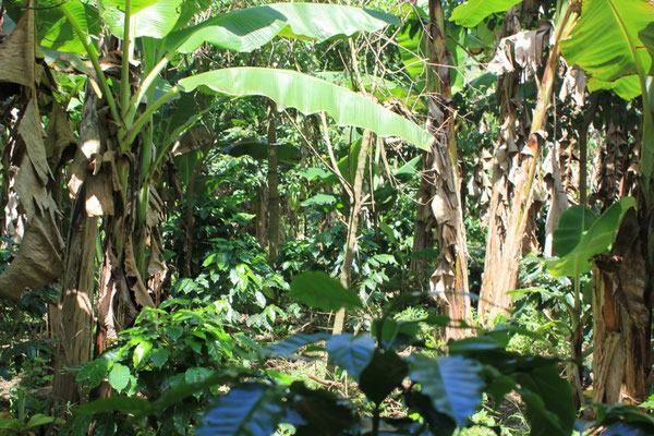 diversifizierter Anbau auf der Farm von José