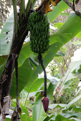 Bananen auf der Farm von Oswaldo Armendaris