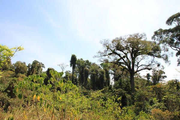 "Atlantic Rainforest" ca. 50 ha