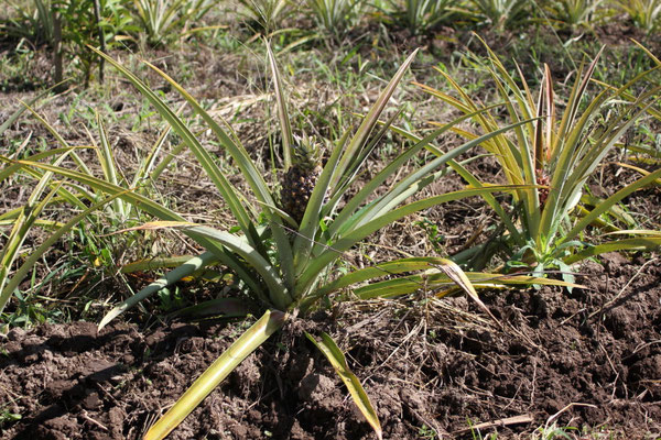 Ananas, kein Kaffee!