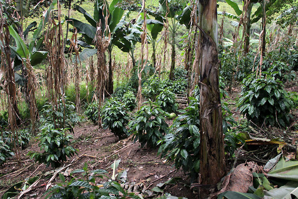 Kaffeefarm der AACRI von Hector Caranqui