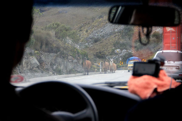 Lamas am Strassenrand