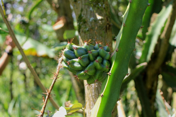 Irgendeine andere Pflanze mit einer von 55 verschiedenen Früchten auf der Finca