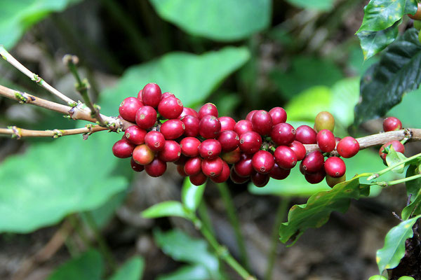 Kaffee von Hector Caranqui