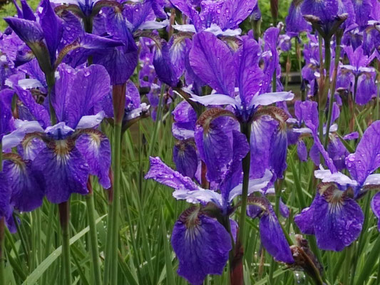 Garten  Flowers