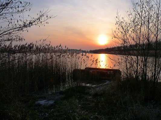 Beetserkoele in avondzon