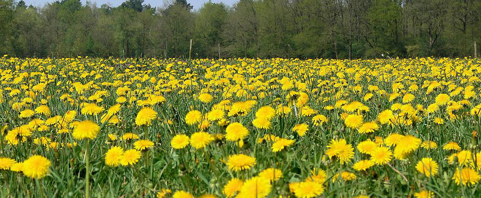 Veld met Paardebloemen