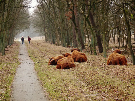 Grote grazers in ruste