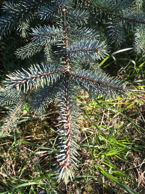 Blaufichte (Picea pungens)