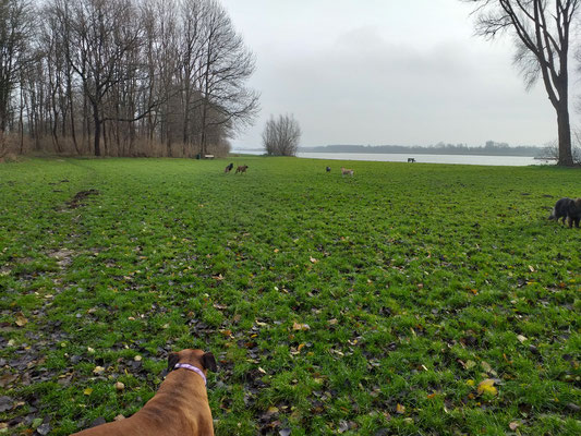 Hondenuitlaatservice Hoogvliet Rhoon Poortugaal