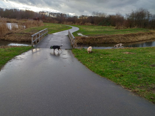 Hondenuitlaatservice Hoogvliet Rhoon Poortugaal