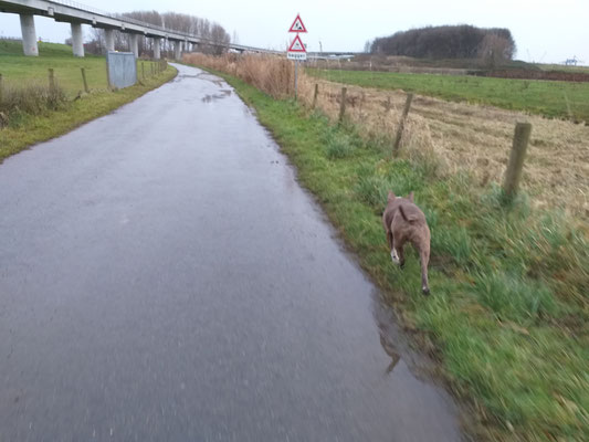 Hondenuitlaatservice Hoogvliet Rhoon Poortugaal