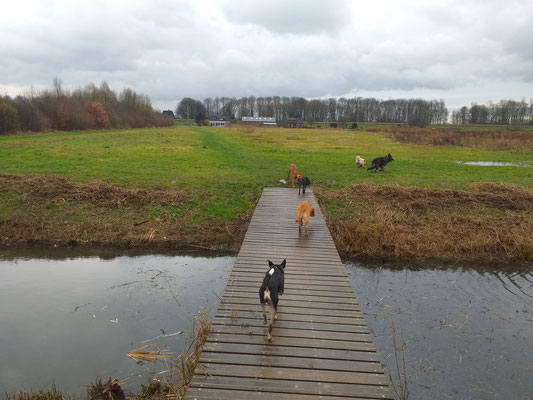 Hondenuitlaatservice Hoogvliet Rhoon Poortugaal