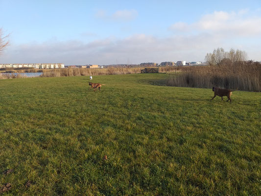 Hondenuitlaatservice Hoogvliet Rhoon Poortugaal