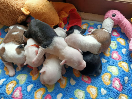 Bébés 10 jours