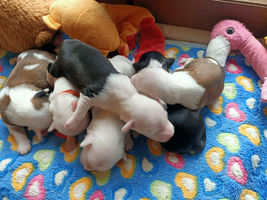 Bébés 10 jours